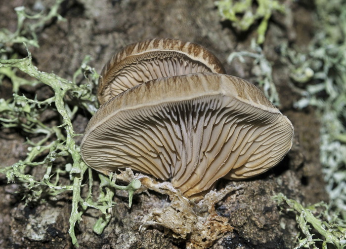 Panellus serotinus?
